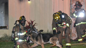 Illustration : Un chien sauve la vie de deux enfants piégés dans un incendie