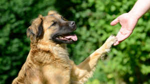 Illustration : Apprendre à son chien à donner la patte