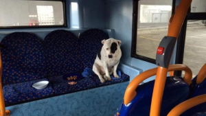 Illustration : Un chien abandonné dans un bus de Londres y passe toute une nuit