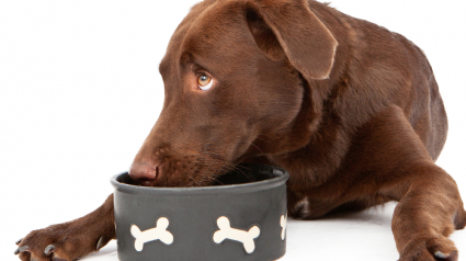 Illustration : Découvrez pourquoi les Labradors sont de vrais gourmands !