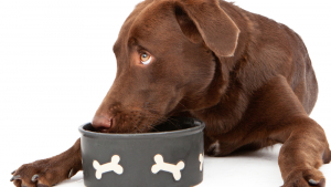 Illustration : "Découvrez pourquoi les Labradors sont de vrais gourmands !"