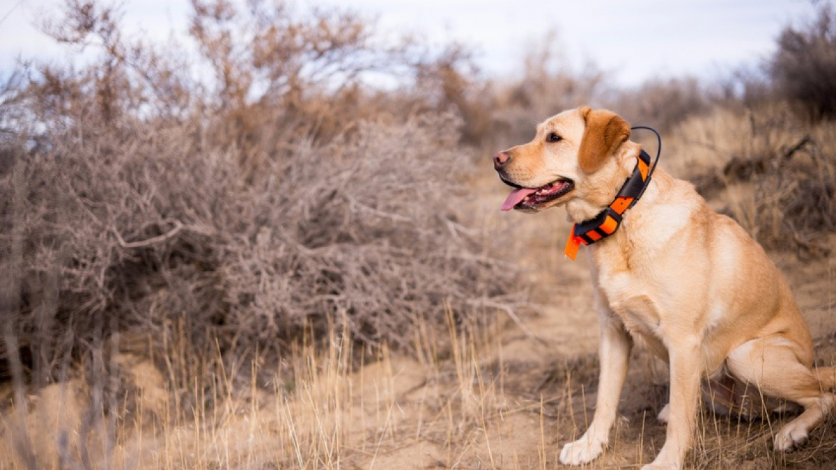 Le collier GPS pour chien : quelle utilité et comment choisir ?