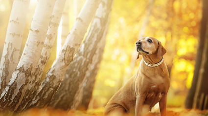 Illustration : 20 photos féériques de chiens en pleine nature