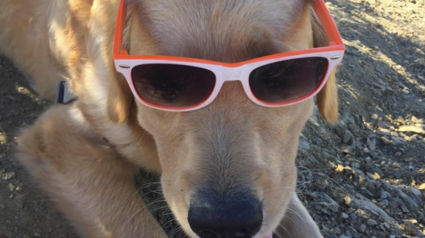 Illustration : 16 photos qui prouvent que les Golden-Retrievers sont des chiens avec la "cool attitude" !