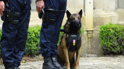 Illustration : Un chien policier reçoit la médaille de la sécurité intérieure 