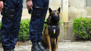 Illustration : Un chien policier reçoit la médaille de la sécurité intérieure 