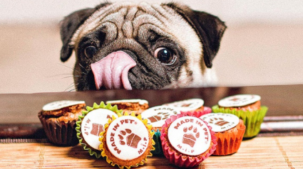 Illustration : Des cupcakes pour chiens et chats