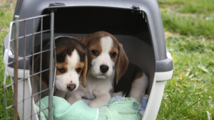 Illustration : La caisse de transport pour chien