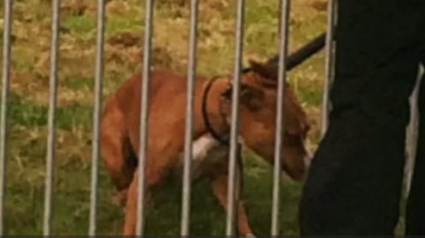 Illustration : Angleterre : un Staffordshire Bull Terrier attaque une trentaine d’enfants dans un parc