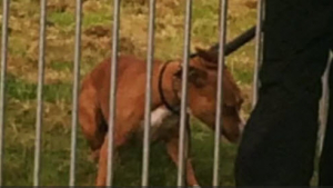 Illustration : "Angleterre : un Staffordshire Bull Terrier attaque une trentaine d’enfants dans un parc"