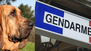 Illustration : "Saint-Paul-les-Fonts (30) : le chien de la gendarmerie retrouve une dame qui s’était égarée"