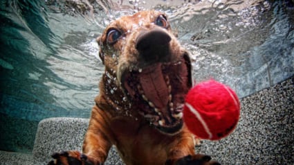 Illustration : 10 photos de chiens au timing parfait