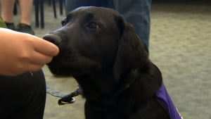 Illustration : Canada : Un chien pour aider à soigner le stress post-traumatique des militaires