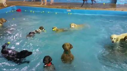 Illustration : Une chienne debout et complètement immobile au milieu d'une piscine devient la star d'Internet ! 