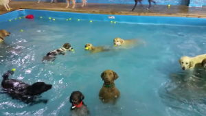 Illustration : Une chienne debout et complètement immobile au milieu d'une piscine devient la star d'Internet ! 