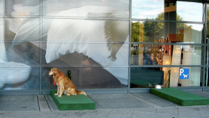 Illustration : Ikea met en place le parking canin pour éviter aux chiens d’attendre dans la fournaise des voitures !