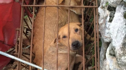 Illustration : Un activiste sauve 1000 vies canines lors du festival de la viande des chiens