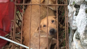 Illustration : Un activiste sauve 1000 vies canines lors du festival de la viande des chiens