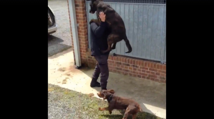 Illustration : Ces chiens policiers font la fête à leur maître, qu’ils n’ont pas vu depuis des semaines !