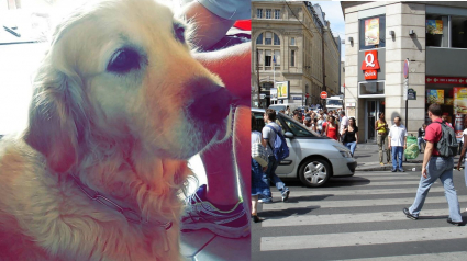 Illustration : Une cliente malvoyante expulsée d'un restaurant Quick à Saint Lazare à cause de son chien-guide !