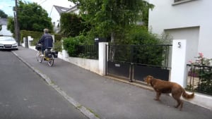 Illustration : La Poste veut interdire à ce facteur de faire sa tournée avec sa chienne ! 