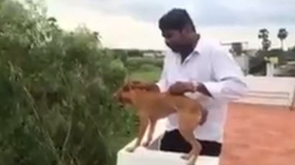 Illustration : Les bourreaux d’un chien jeté du haut d’une terrasse libérés sous caution !