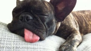 Illustration : 10 photos d’adorables toutous faisant la sieste 