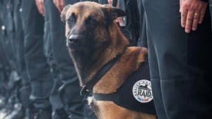 Illustration : Attentats de novembre : le chien du Raid Diesel, tué par un tir ami lors de l'assaut à Saint-Denis ?