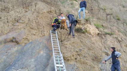 Illustration : Des jeunes grimpent au secours d’un chien tombé d’une falaise !