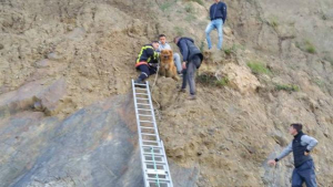 Illustration : Des jeunes grimpent au secours d’un chien tombé d’une falaise !