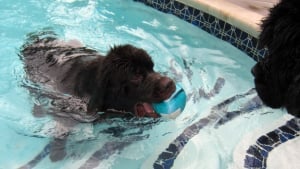 Illustration : 9 chiens qui galèrent avec la piscine