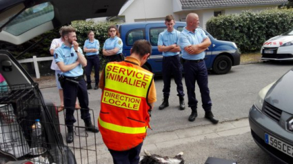 Illustration : Pas-de-Calais : Mort d’un Border Collie enfermé dans un véhicule stationné au soleil…