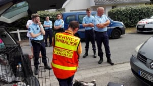 Illustration : Pas-de-Calais : Mort d’un Border Collie enfermé dans un véhicule stationné au soleil…