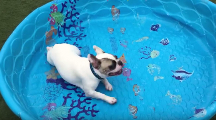 Illustration : Ce Bouledogue Français adore sa piscine, même sans eau