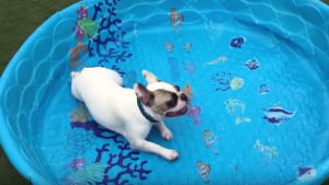 Illustration : Ce Bouledogue Français adore sa piscine, même sans eau