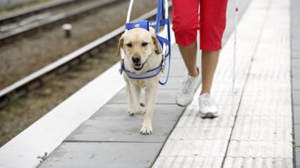 Illustration : Suisse : Une non-voyante interdite d'accès à un restaurant à cause de son chien d’accompagnement !