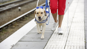 Illustration : Suisse : Une non-voyante interdite d'accès à un restaurant à cause de son chien d’accompagnement !