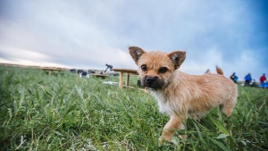 Illustration : Un chien errant devient la mascotte du marathon « La Marche de Gobi 2016 » !