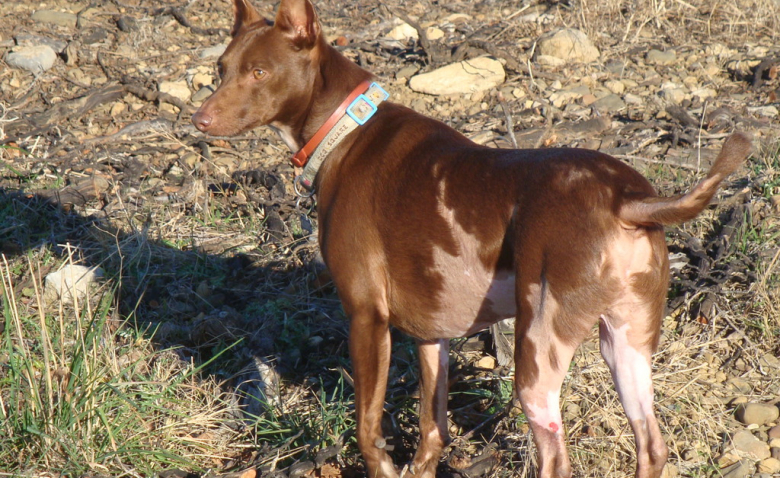 7 Ans Apres Qu Est Devenu Mambo Le Chien Brule Vif