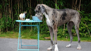 Illustration : L'amitié étonnante entre un Chihuahua et un Dogue Allemand ! 