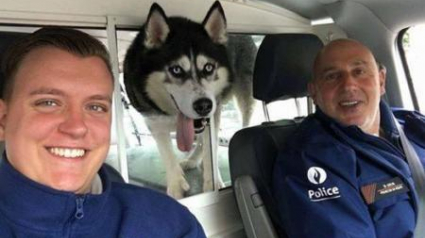 Illustration : Charleroi : 2 policiers ont sauvé un Husky d’une mort certaine