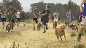 Illustration : Californie : Une équipe de cross-country scolaire invite les chiens d’un refuge à son entraînement matinal