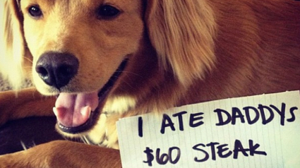 Illustration : Dog-shaming : 15 chiens qui n’ont pas été tendres avec leur papa