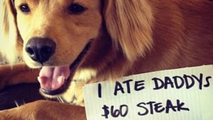 Illustration : Dog-shaming : 15 chiens qui n’ont pas été tendres avec leur papa