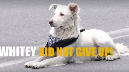 Illustration : Un chien errant devient le symbole des manifestations en Arménie