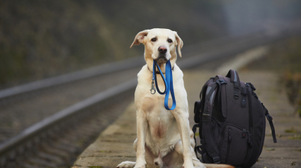 Illustration : Toulouse : la ligne A du métro interrompue à cause d'un chien !