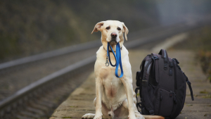 Illustration : Toulouse : la ligne A du métro interrompue à cause d'un chien !