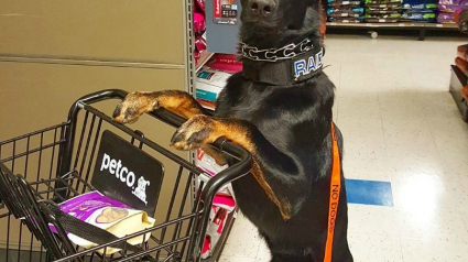 Illustration : 21 photos amusantes des chiens en train de faire les courses !