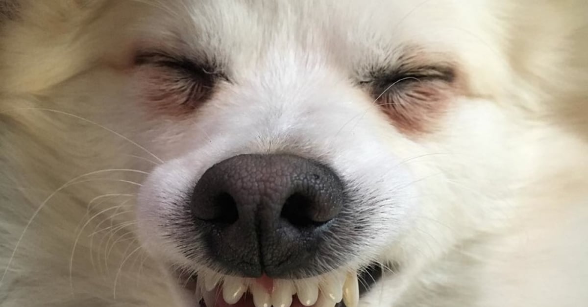 14 photos de chiens riant à pleines dents !