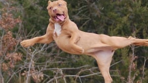 Illustration : 17 photos de Pitbulls figés dans des positions étonnantes ! 